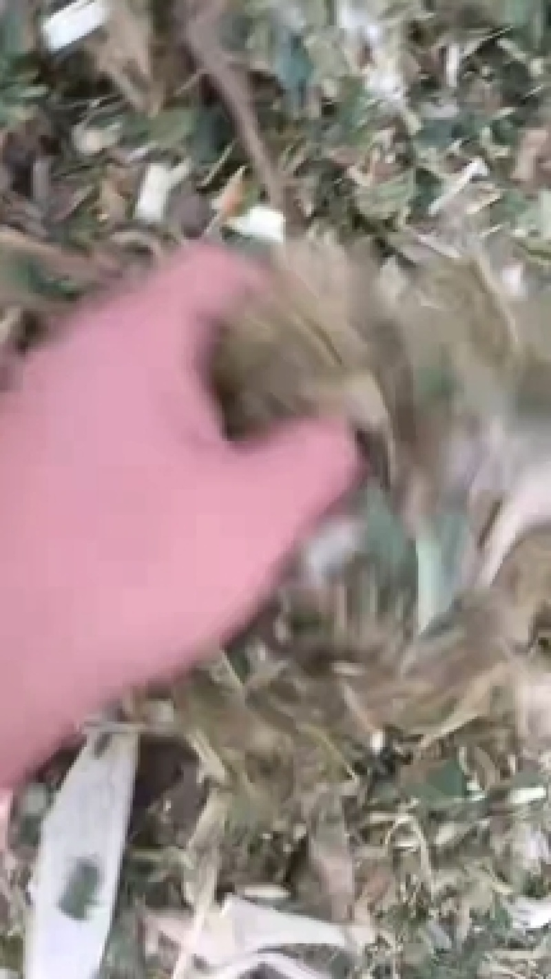 精品玉米秸秆草好价不高厂家直发