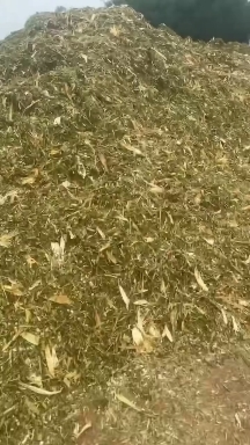 精品玉米秸秆草好价不高厂家直发