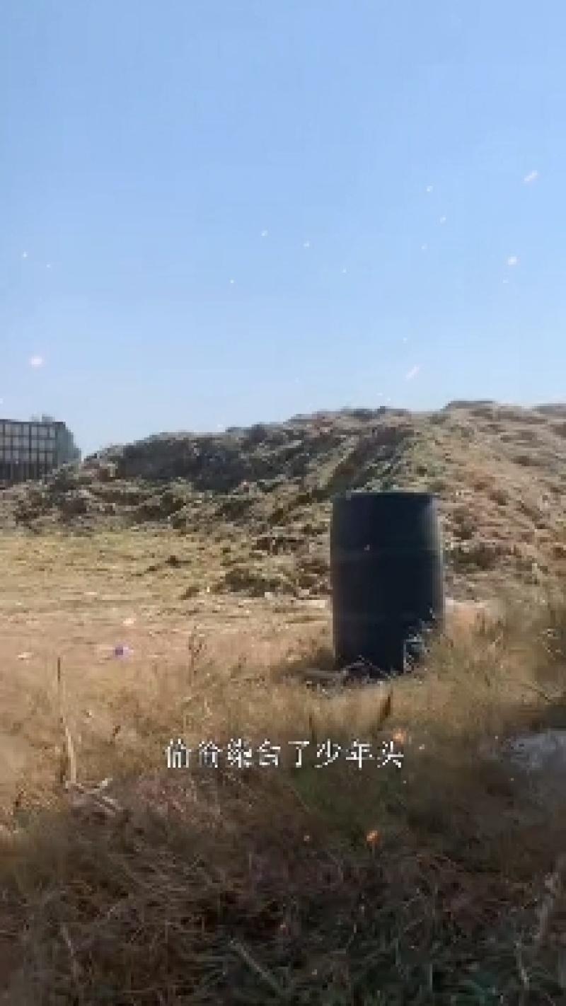 精品玉米秸秆草好价不高厂家直发