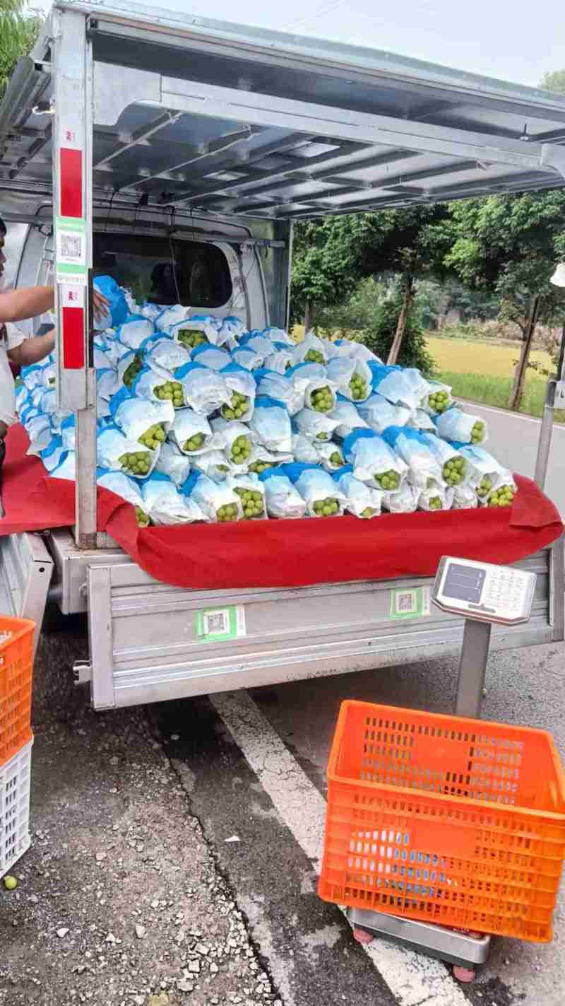 阳光玫瑰大量出货中