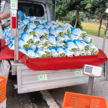 阳光玫瑰大量出货中