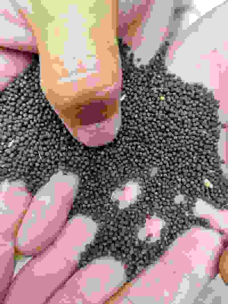 菜籽