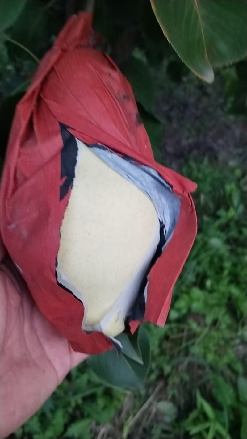 河北雄县贵妃梨