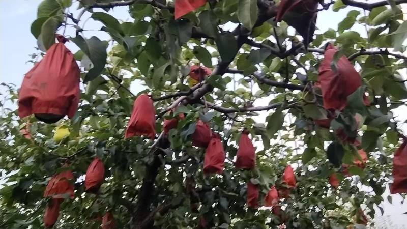 河北雄县贵妃梨