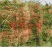 治沙草、产地:吉林市草长度80cm以上每包重量260斤左