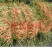 治沙草、产地:吉林市草长度80cm以上每包重量260斤左