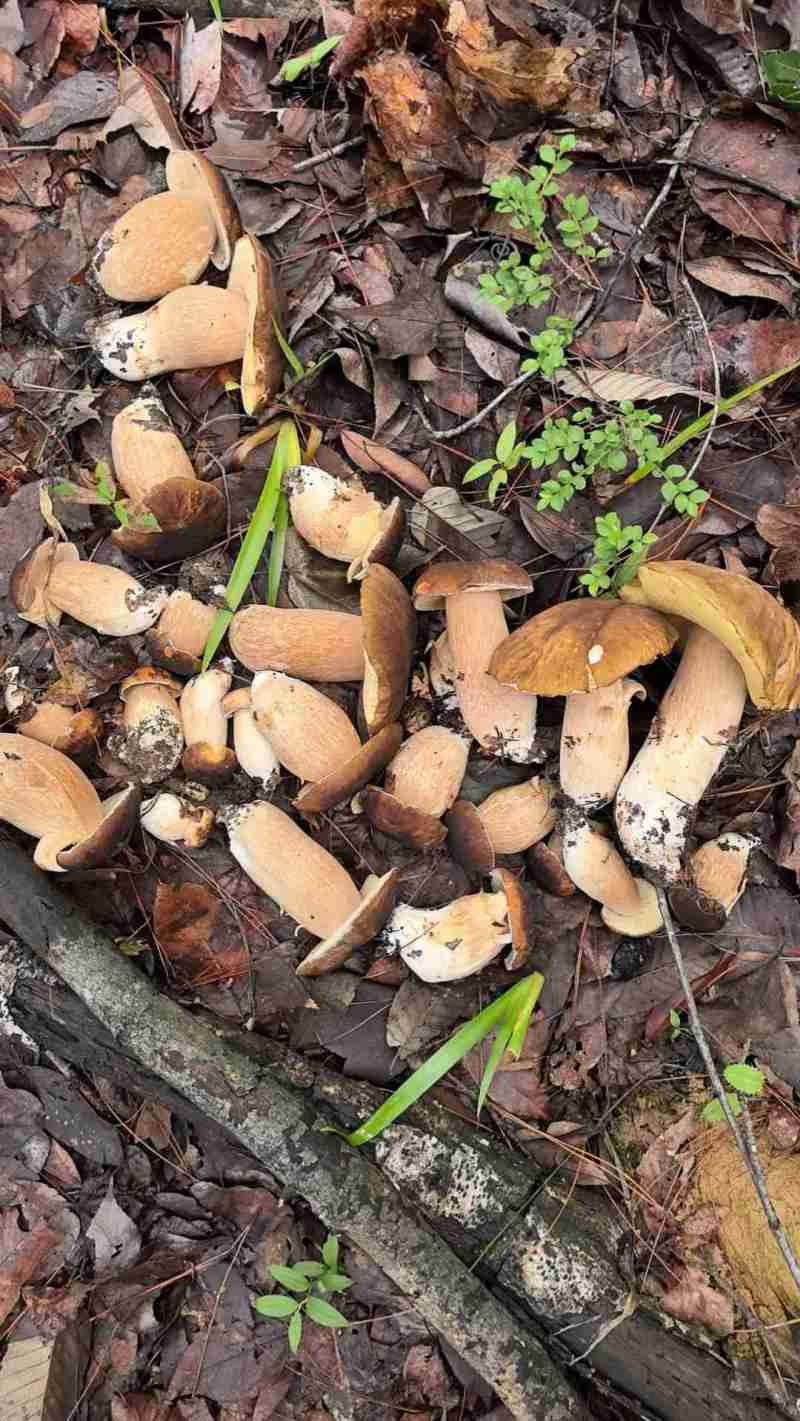 四川大脚菇