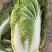 银川沙地大白菜