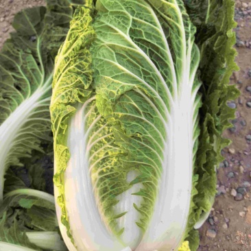 银川沙地大白菜