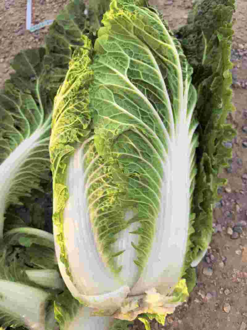 银川沙地大白菜
