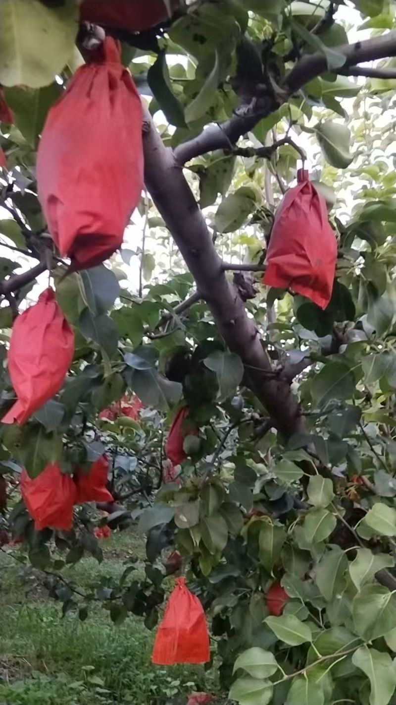 河北雄县贵妃梨