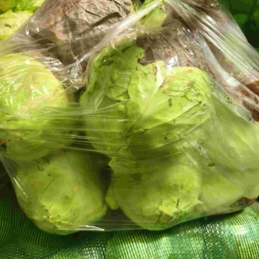 圆白菜甘蓝