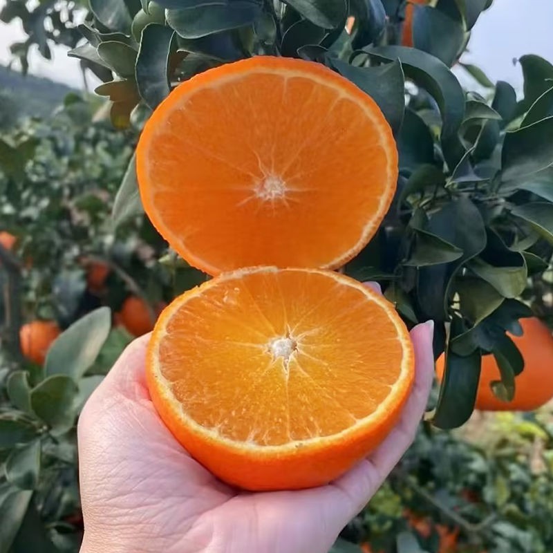爱媛
