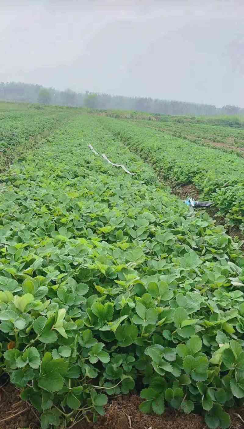 红玉20万颗精品草莓苗，保证无病苗，包售后