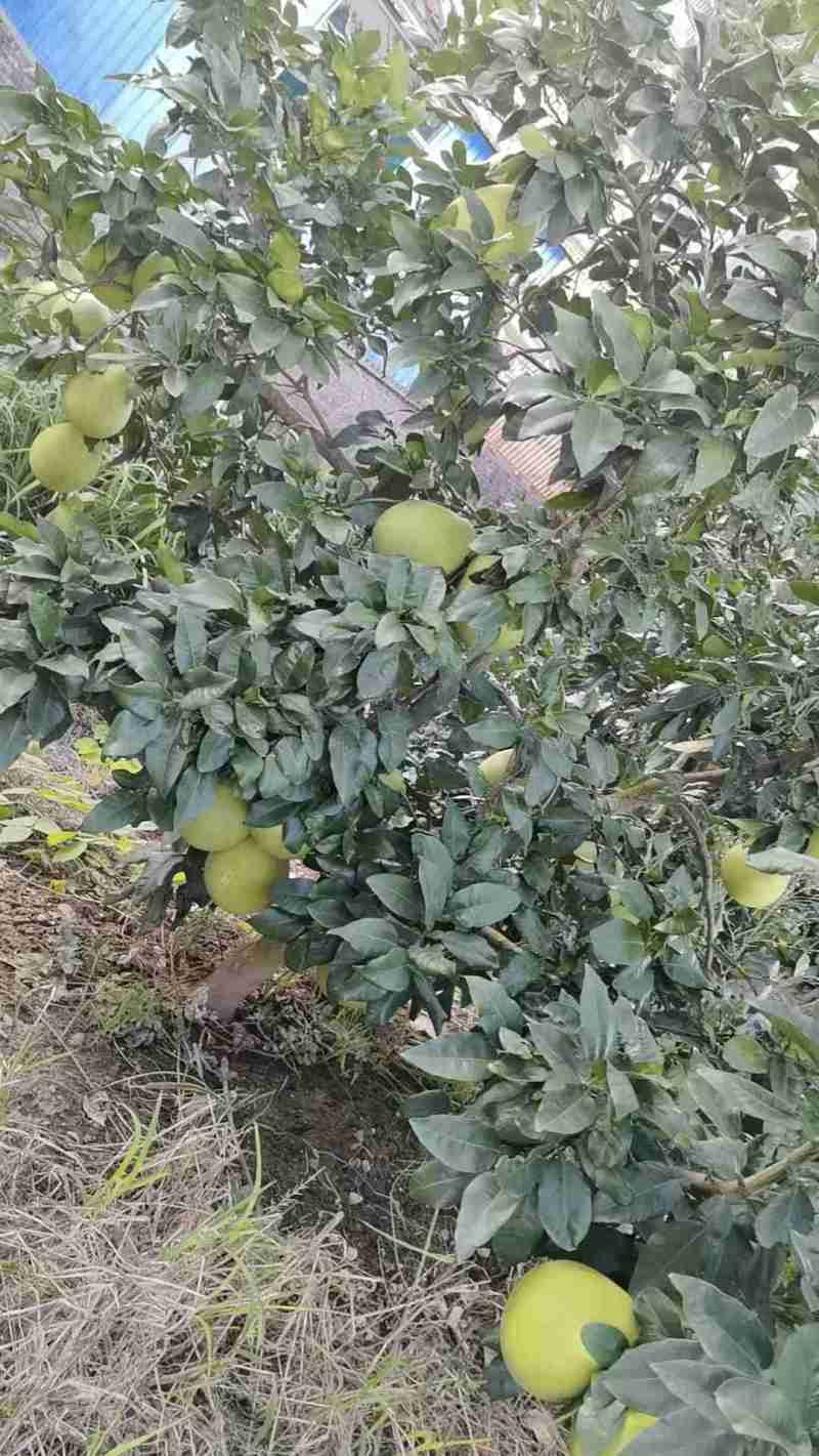 卖红心柚
