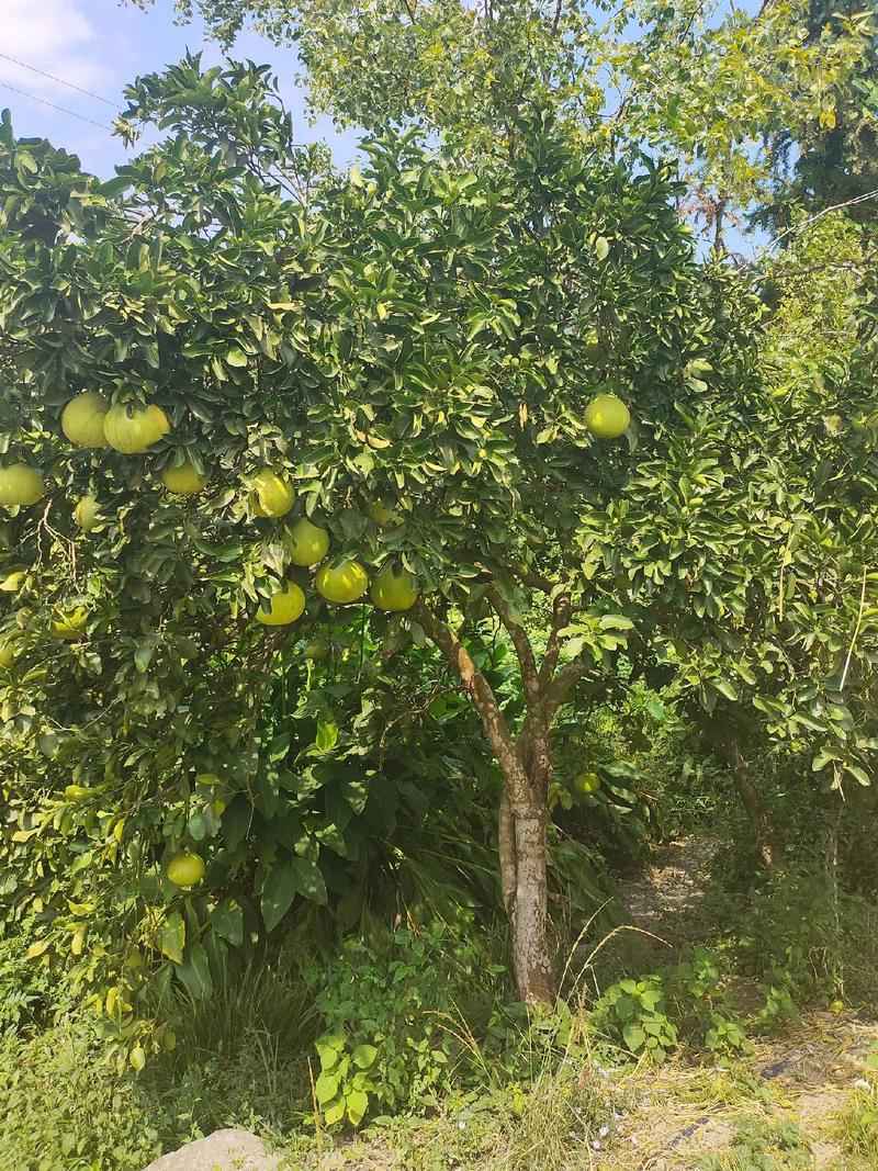 卖红心柚