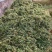 打包青储牧草