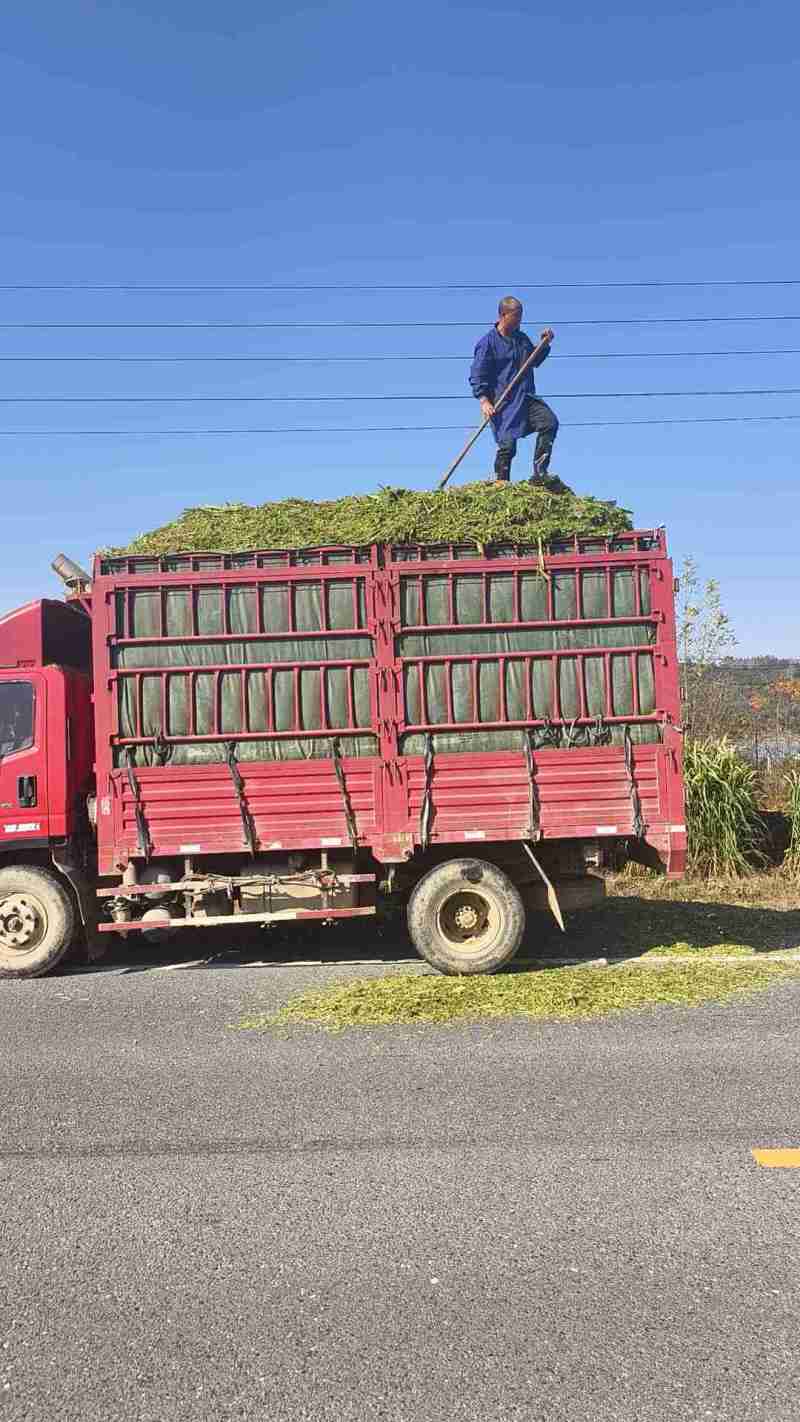 打包青储牧草
