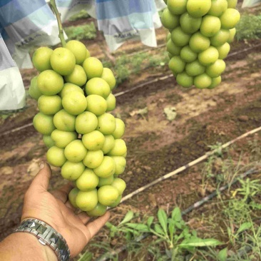 灵宝阳光玫瑰大串大颗粒，，面积特别