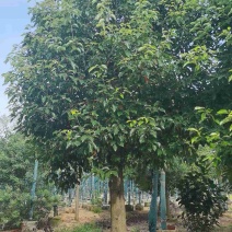 截杆容器香樟树