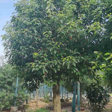 截杆容器香樟树