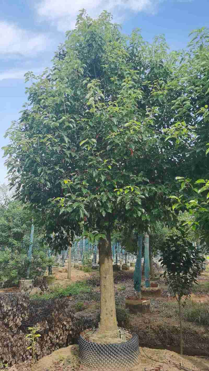 截杆容器香樟树