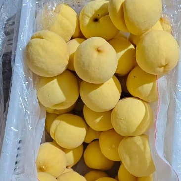 优质脆甜新世纪大黄毛桃