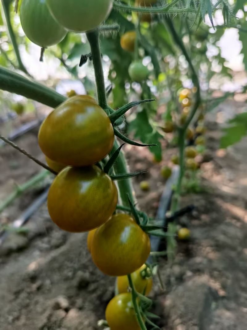 小番茄，糖珀虎小番茄、糖芯小番茄、金豆小番茄、真甜小番茄