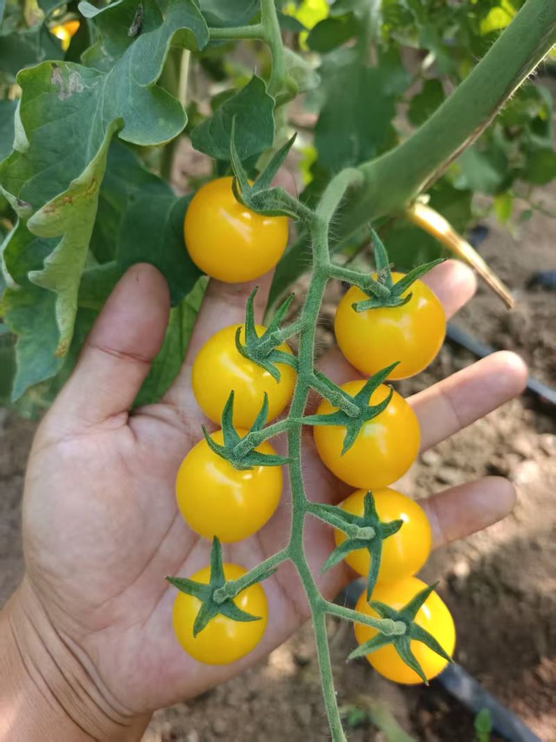 小番茄，糖珀虎小番茄、糖芯小番茄、金豆小番茄、真甜小番茄