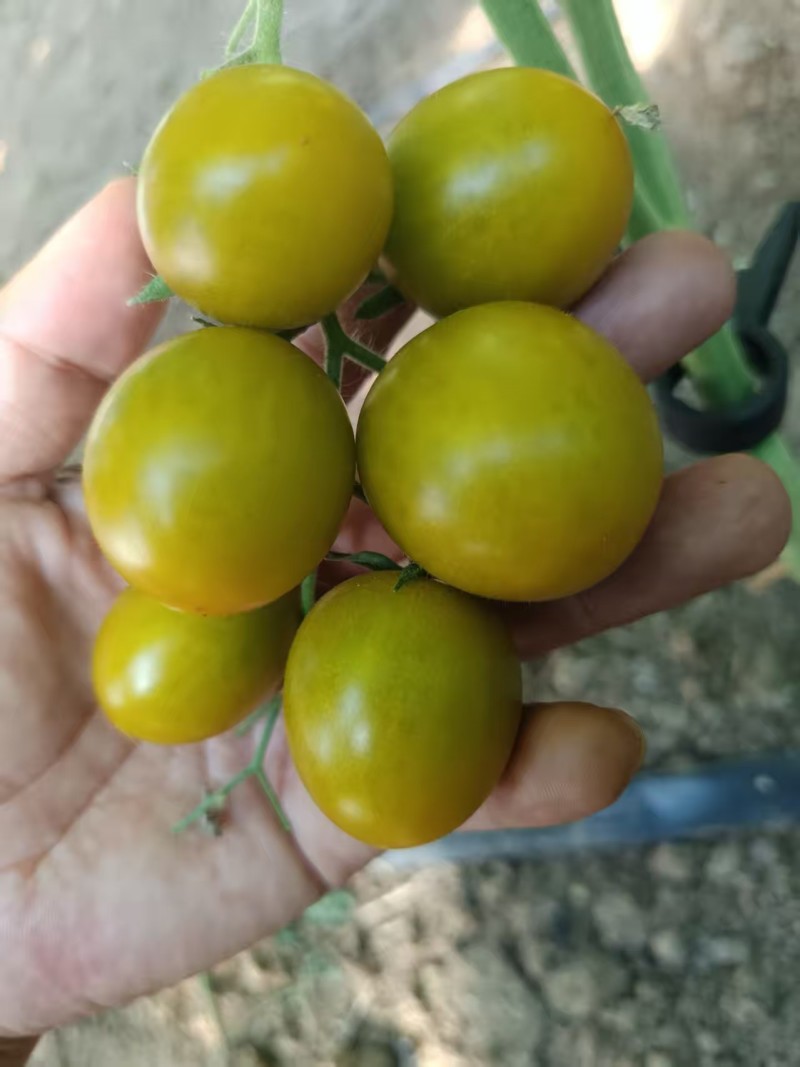 小番茄，糖珀虎小番茄、糖芯小番茄、金豆小番茄、真甜小番茄