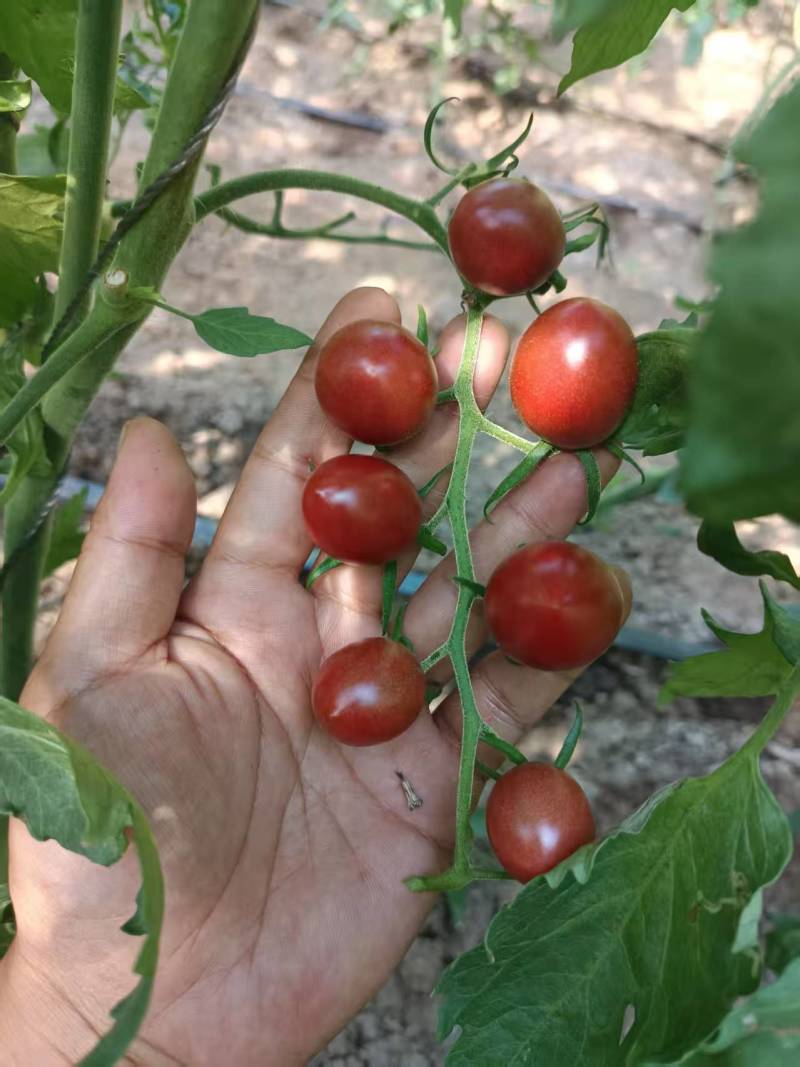 小番茄，糖珀虎小番茄、糖芯小番茄、金豆小番茄、真甜小番茄