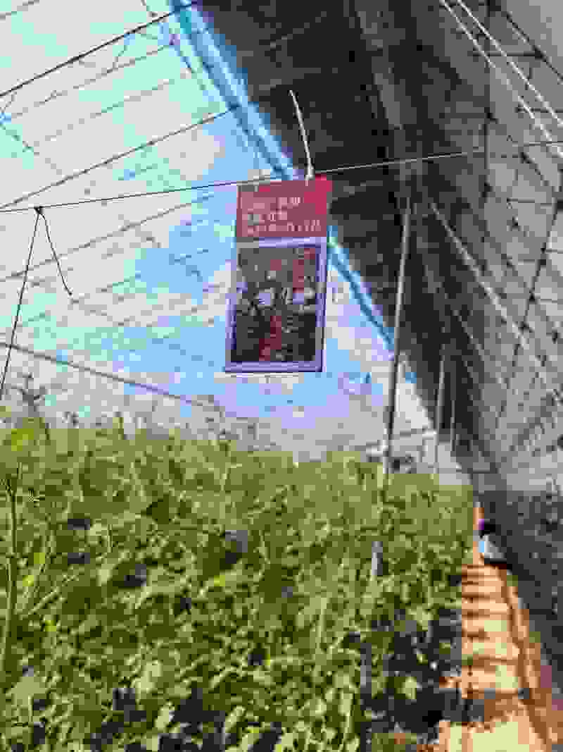 小番茄，糖珀虎小番茄、糖芯小番茄、金豆小番茄、真甜小番茄