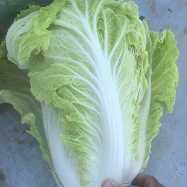 当地小义和秋白菜大量上市