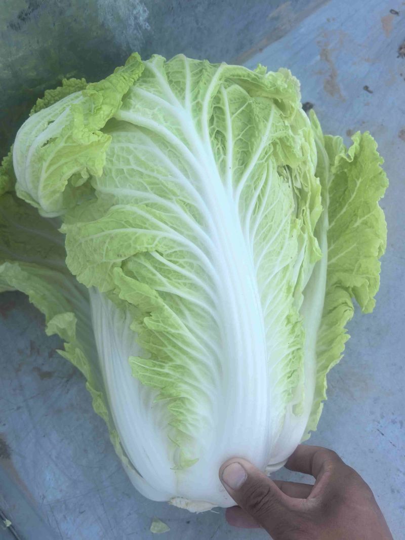 当地小义和秋白菜大量上市