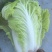 当地小义和秋白菜大量上市