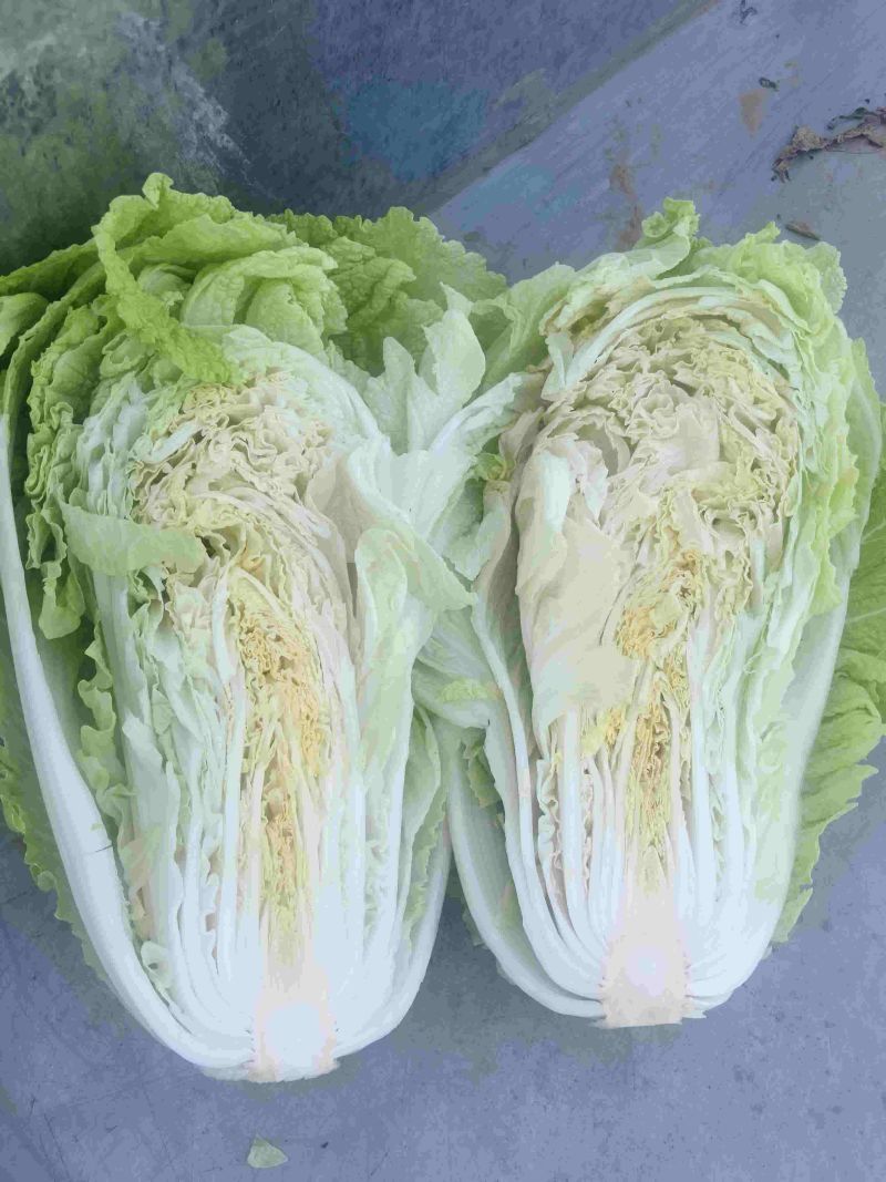 当地小义和秋白菜大量上市
