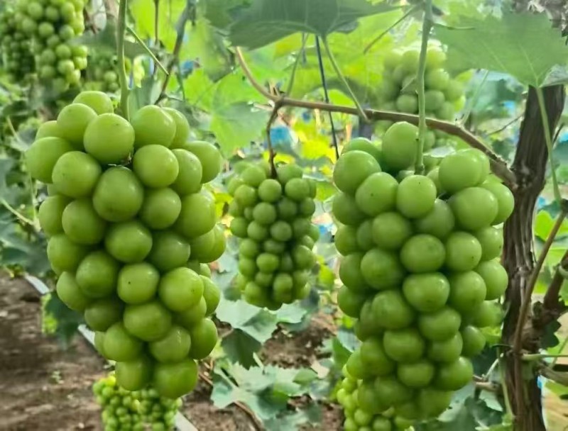 常年代收各种水果费用透明（阳光玫瑰）