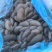 鲜平菇