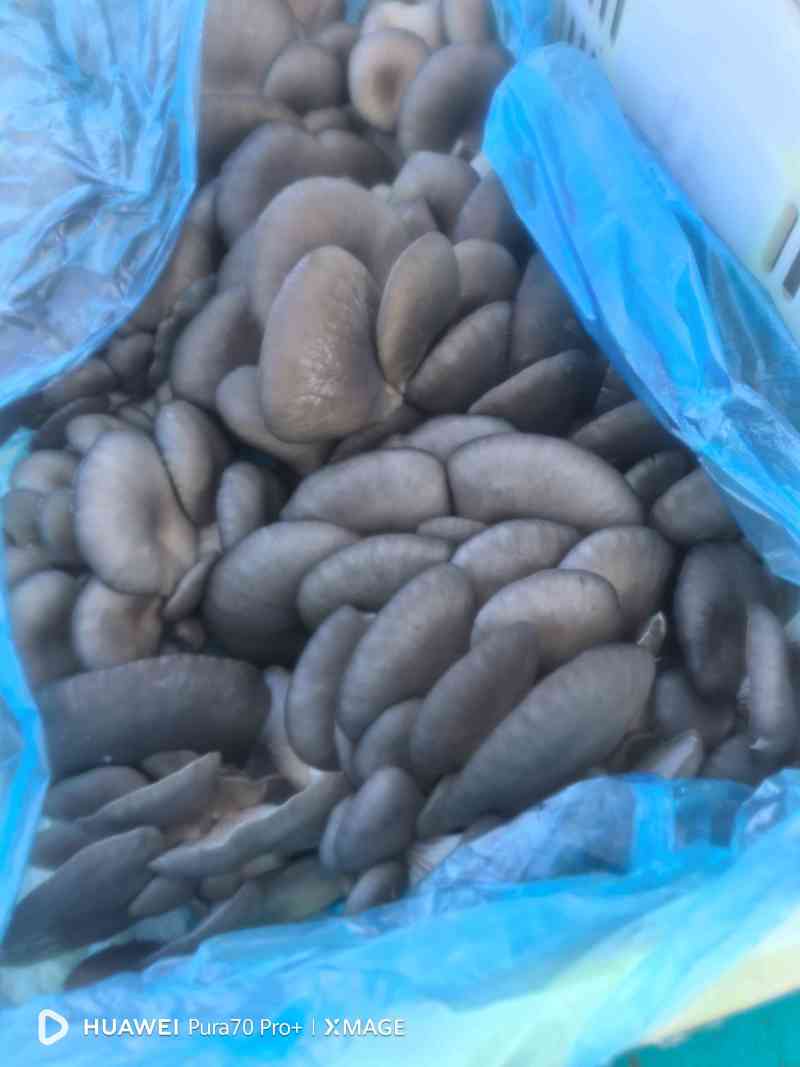 鲜平菇