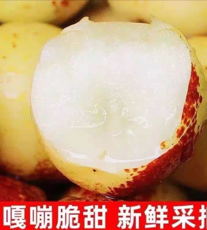 山西庙上冬枣