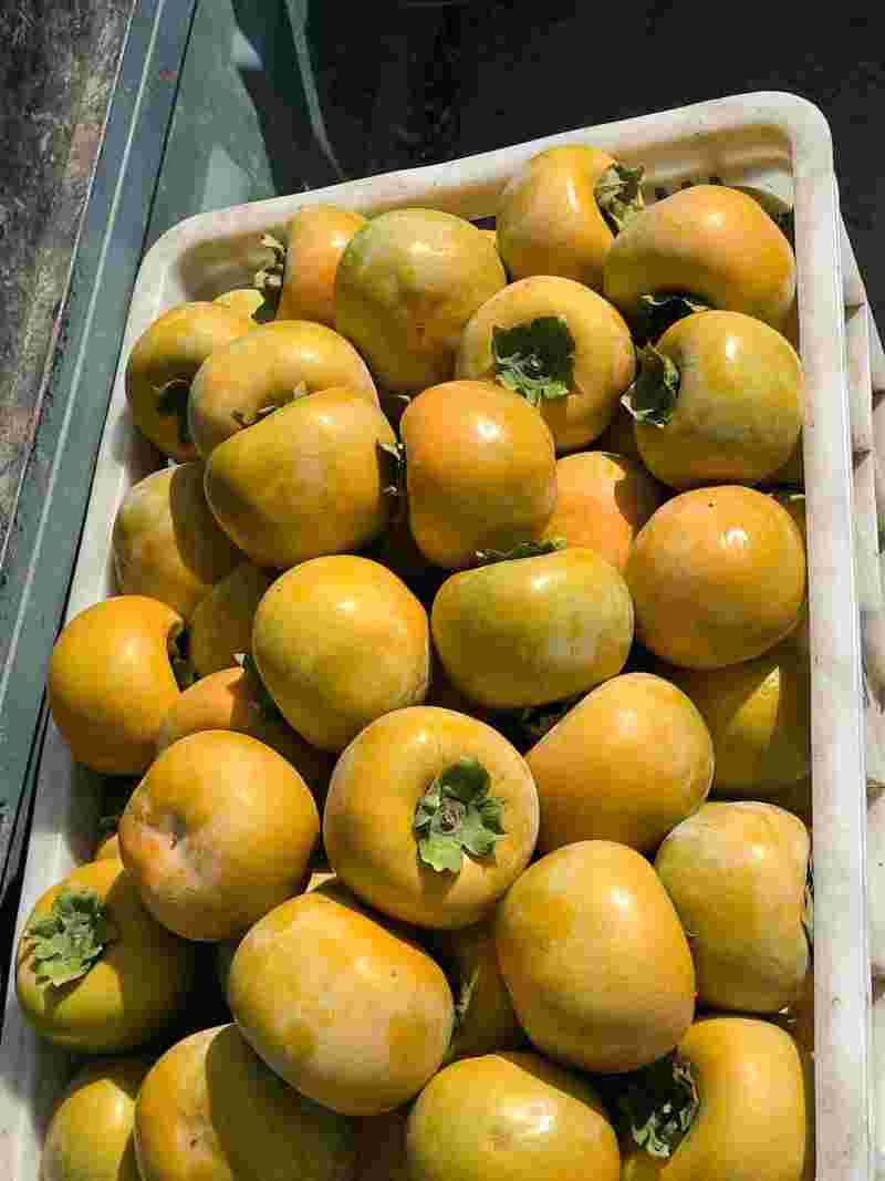精品大奶油，大量供应