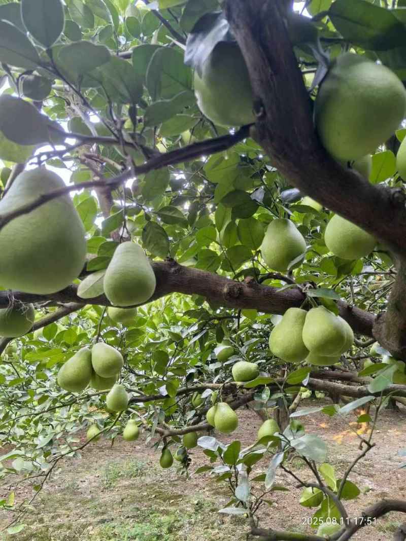 井冈蜜柚原产地金兰柚大量供货