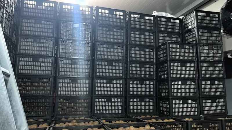 米猕猴桃