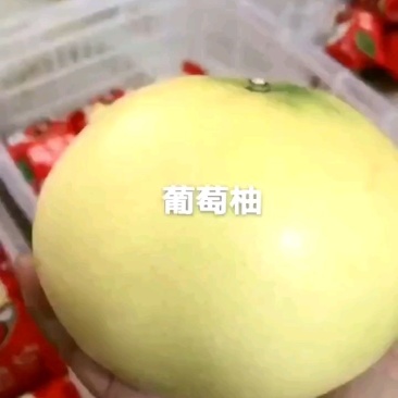 福建平和葡萄柚，整车，一件代发。
