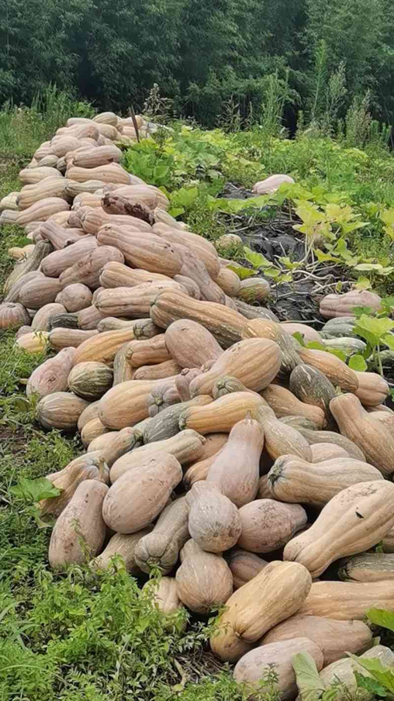 密本南瓜