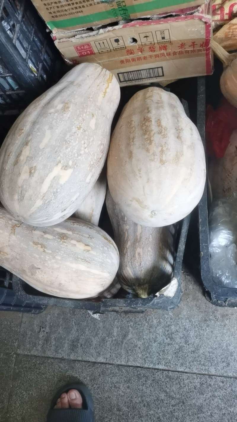 密本南瓜