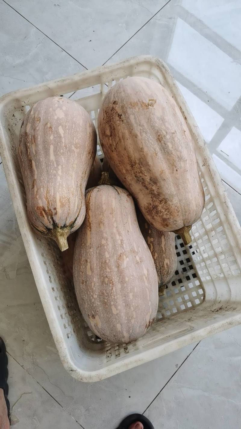 密本南瓜