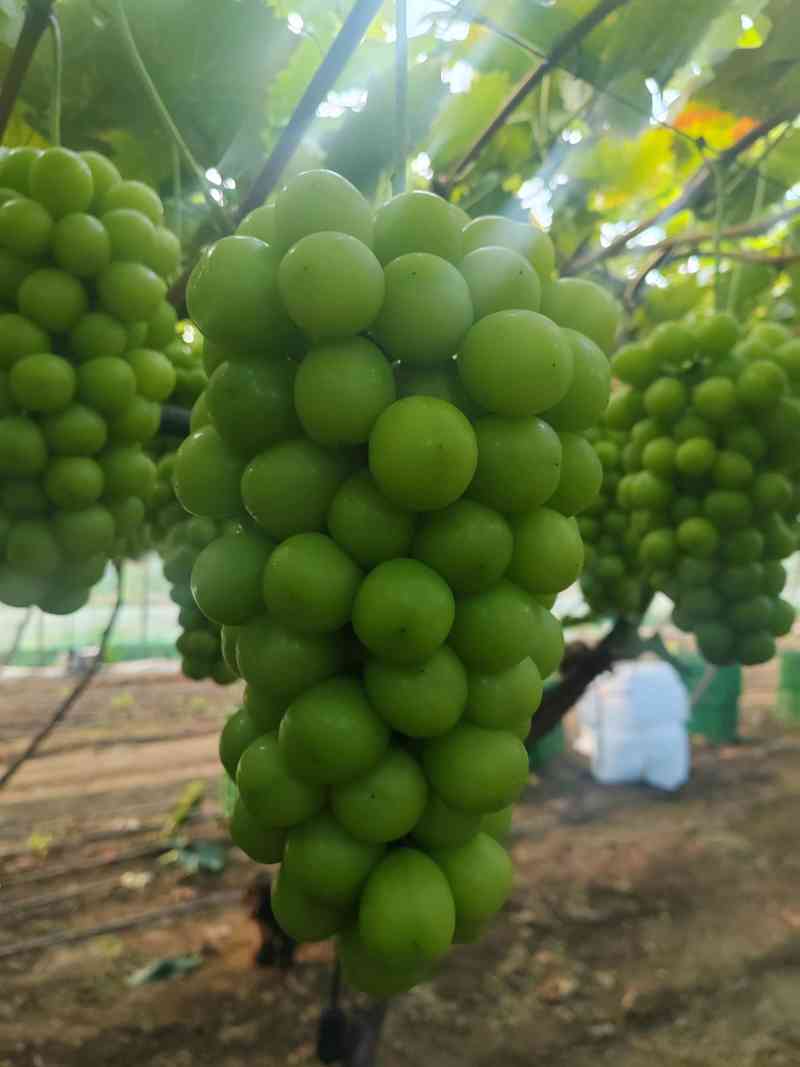 阳光玫瑰