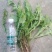 蒲公英大青叶。现挖鲜菜。可做蒲公英茶叶，冷冻碎菜