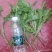 蒲公英大青叶。现挖鲜菜。可做蒲公英茶叶，冷冻碎菜